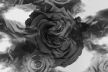 黑色玫瑰花背景图片加载滤镜动画three特效