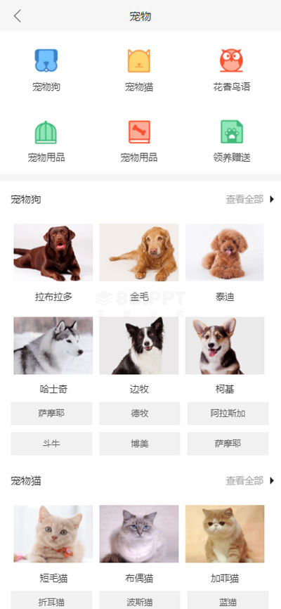 手机端宠物用品图文分类列表页面模板